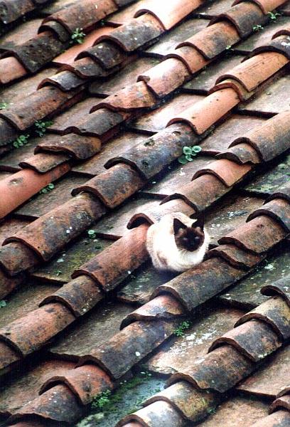 Cat on the roof.JPG